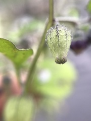 Physalis solanacea