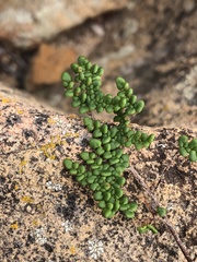 Myriopteris clevelandii