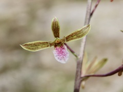 Eulophia graminea