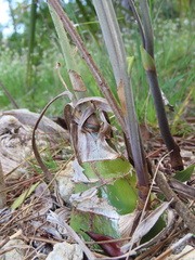 Eulophia graminea