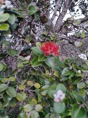 Metrosideros polymorpha