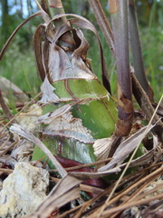 Eulophia graminea