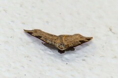Achrosis