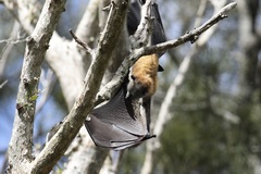 Pteropus poliocephalus