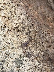 Serradigitus gertschi