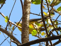 Myioborus brunniceps