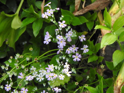 Image of Primula malacoides by (c) Leonel Roget, some rights reserved (CC BY)