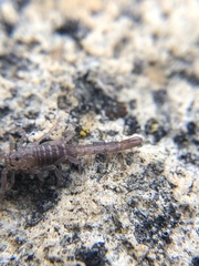 Serradigitus gertschi