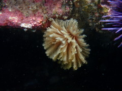 Eudistylia polymorpha