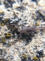 Serradigitus gertschi