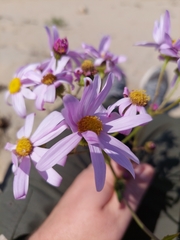 Senecio glastifolius