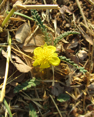 Corchorus asplenifolius image