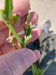 Senecio glastifolius