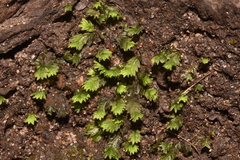 Fissidens taxifolius
