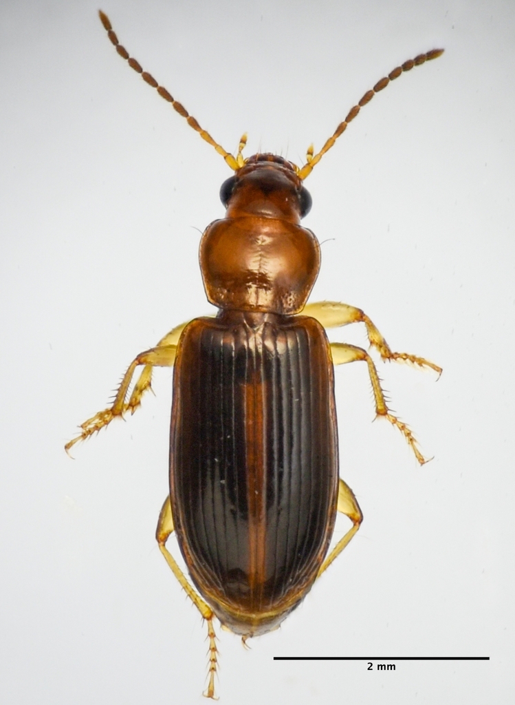 Cloudy Harp Ground Beetle