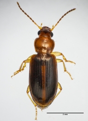 Bradycellus nubifer