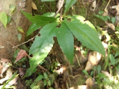 Sarcandra glabra