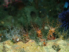 Pachythyone rubra