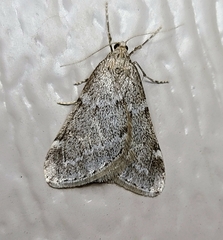 Alsophila pometaria