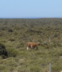 Lama guanicoe