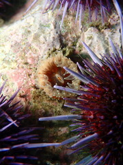 Balanophyllia elegans