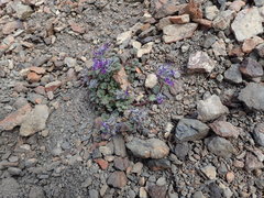 Dracocephalum stamineum