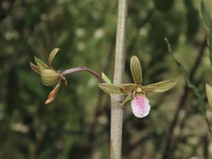 Eulophia graminea