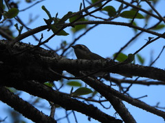 Chlorospingus flavopectus