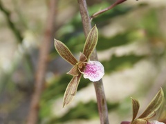Eulophia graminea