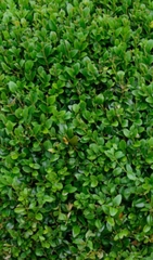 Buxus microphylla