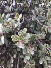 Quercus wislizeni frutescens