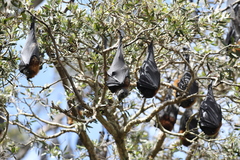 Pteropus poliocephalus