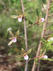 Eulophia graminea
