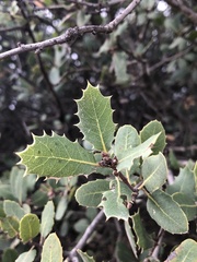 Quercus wislizeni frutescens
