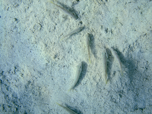 Mullus barbatus