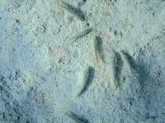 Mullus barbatus