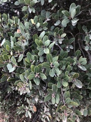 Quercus wislizeni frutescens