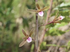 Eulophia graminea