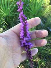 Liatris spicata