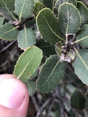 Quercus wislizeni frutescens
