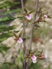 Eulophia graminea