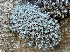 Eriogonum kennedyi