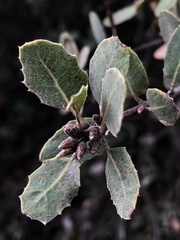 Quercus wislizeni frutescens