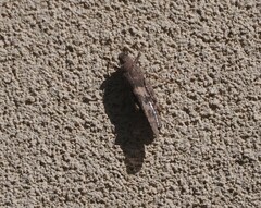 Trimerotropis pallidipennis