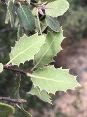 Quercus wislizeni frutescens