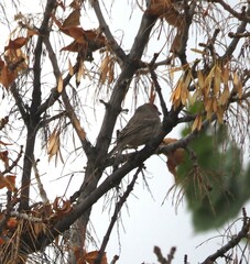 Haemorhous mexicanus