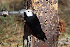 Dryobates albolarvatus