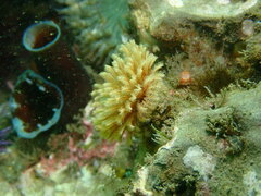 Eudistylia polymorpha