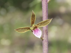 Eulophia graminea