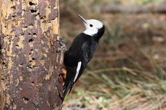 Dryobates albolarvatus